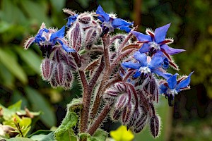 Borago officinalis Borage