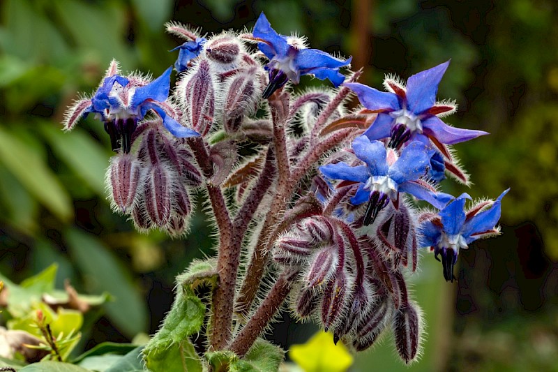 Borago officinalis - © Charles Hipkin