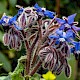 Borago officinalis