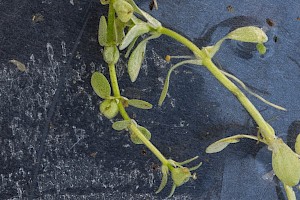 Callitriche platycarpa Various-leaved Water-starwort