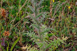 Asteraceae