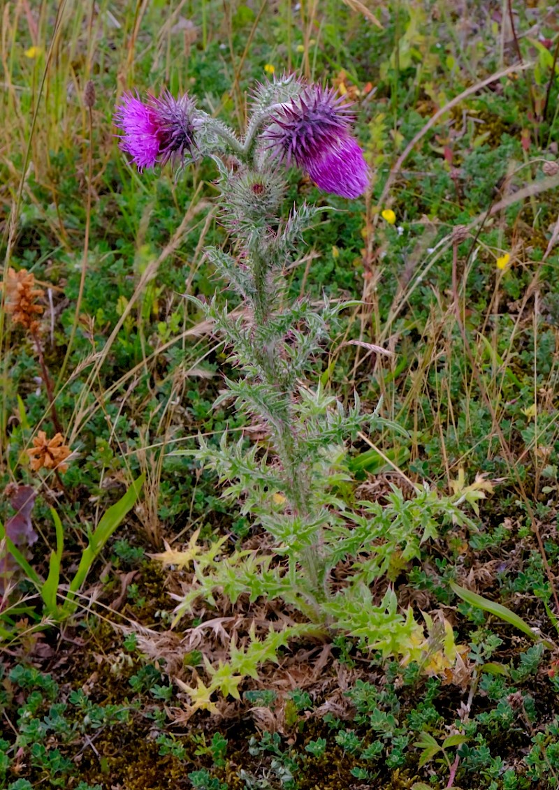 Carduus nutans - © Charles Hipkin