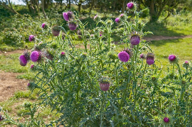 Carduus nutans - © Charles Hipkin