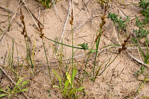 Carex arenaria Sand Sedge