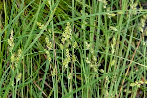 Carex canescens White Sedge