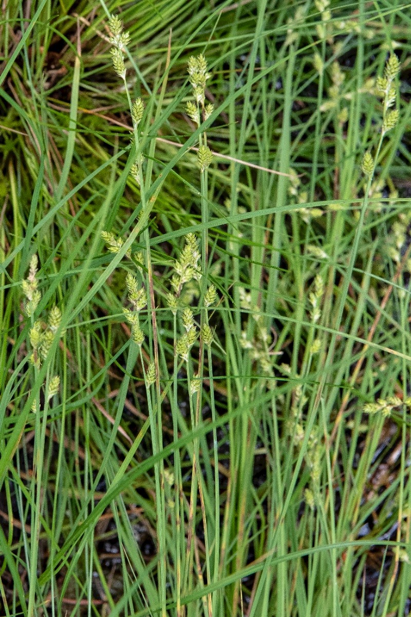 Carex canescens - © Charles Hipkin