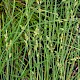 Carex canescens