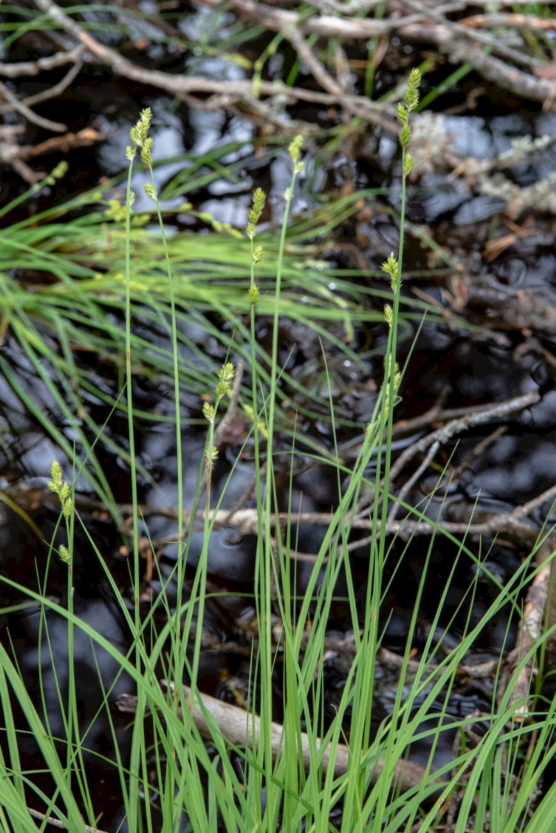 Carex canescens - © Charles Hipkin