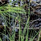 Carex canescens