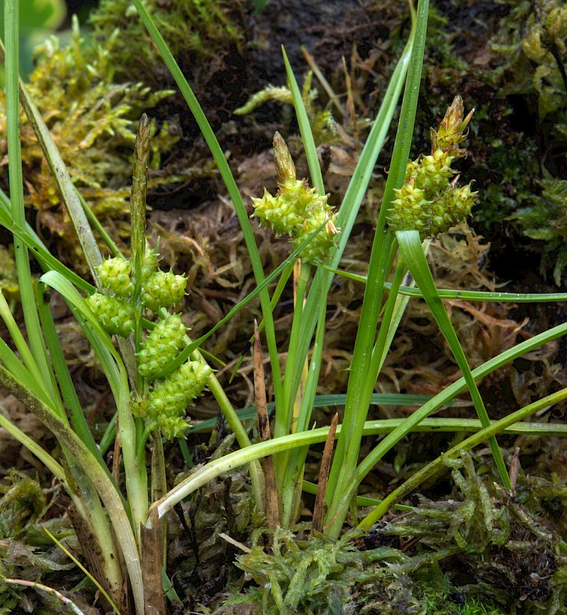 Carex oederi - © Charles Hipkin