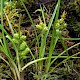 Carex oederi