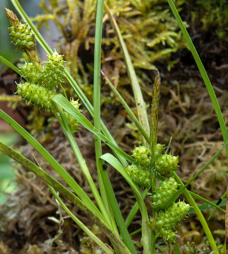 Carex oederi - © Charles Hipkin