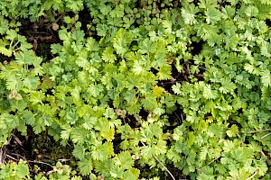 Aphanes arvensis Parsley-piert