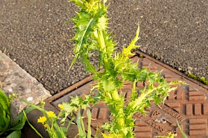 Sonchus asper Prickly Sow-thistle