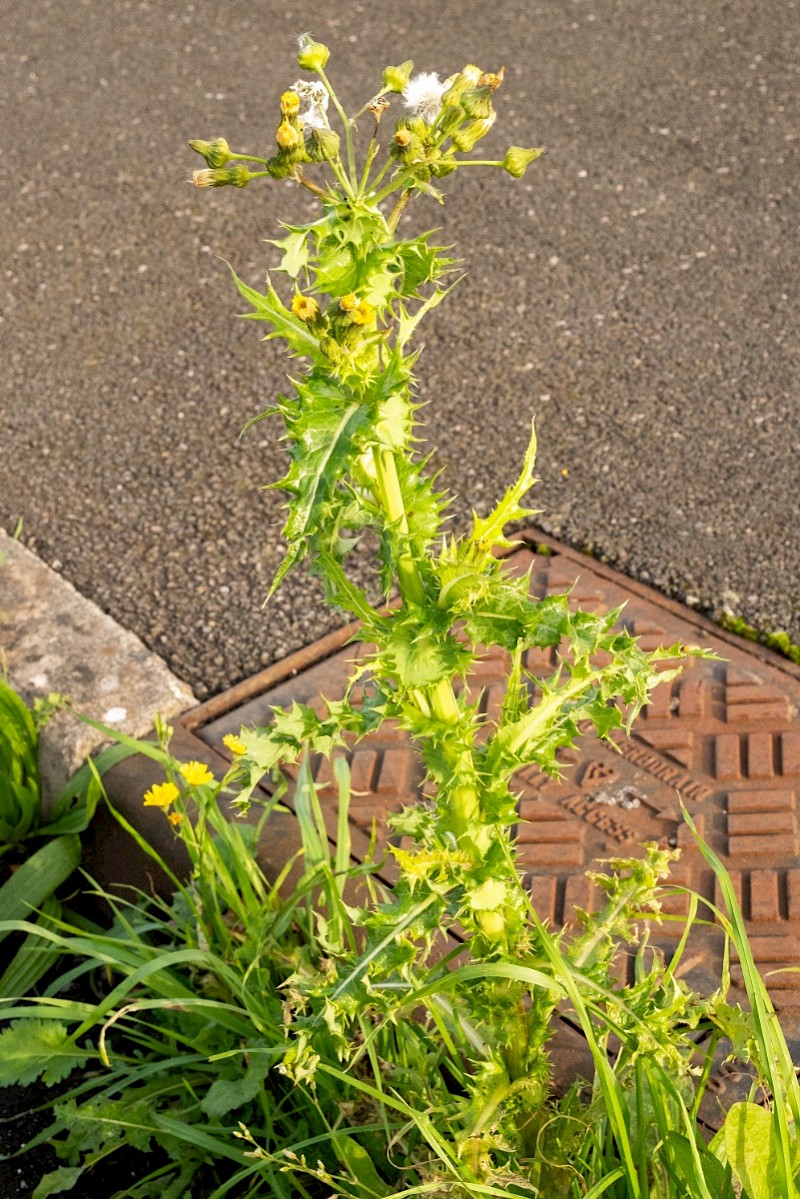 Sonchus asper - © Charles Hipkin