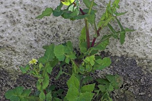 Sonchus oleraceus Smooth Sow-thistle