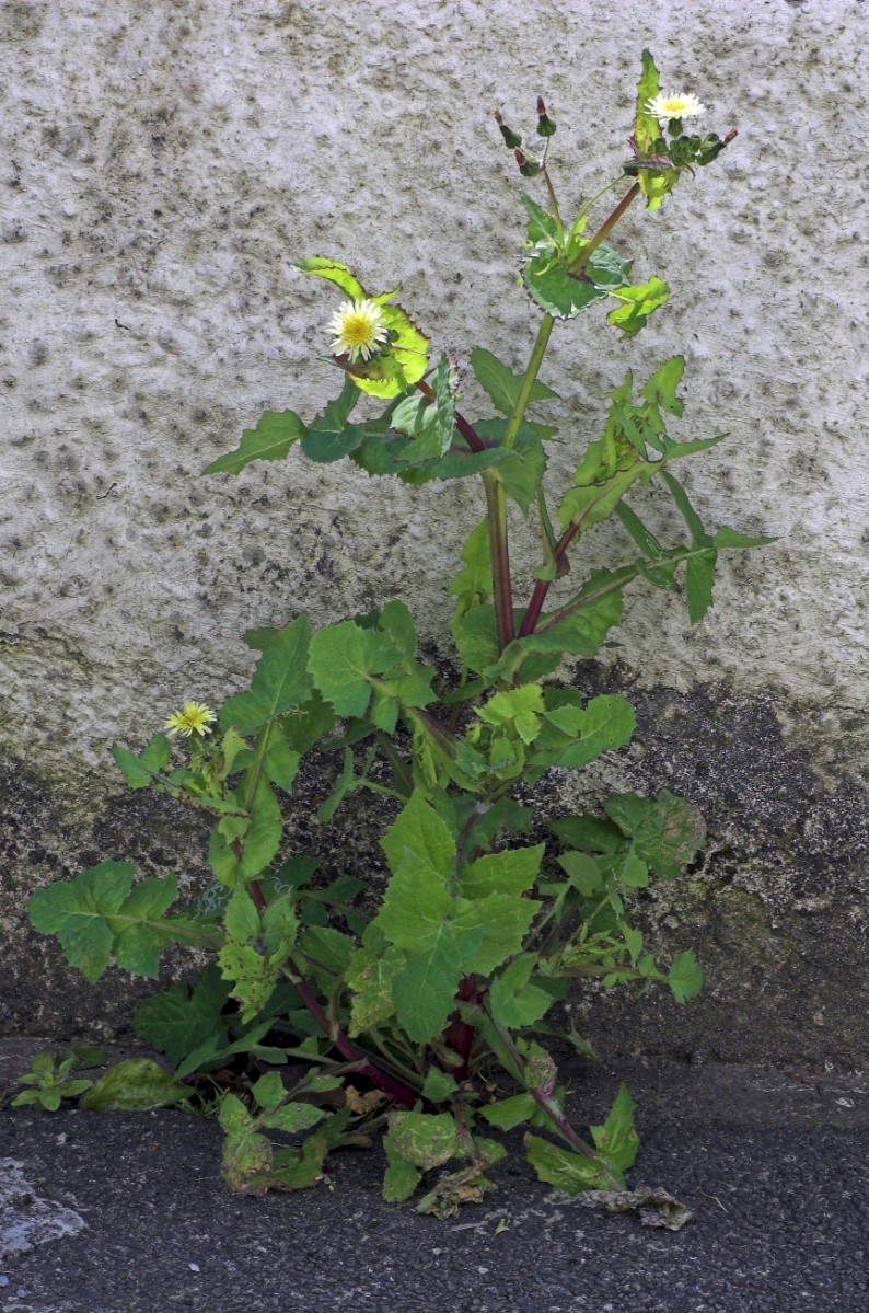 Sonchus oleraceus - © Charles Hipkin