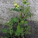 Sonchus oleraceus