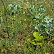 Jasione montana