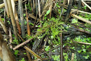 Pseudocampylium radicale Swamp Feather-moss