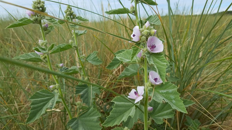 Althaea officinalis - © Barry Stewart