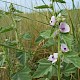 Althaea officinalis