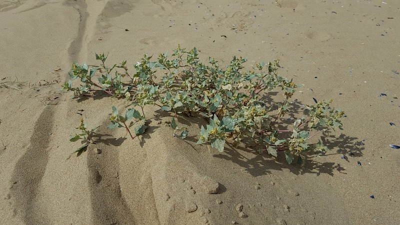 Atriplex laciniata - © Barry Stewart