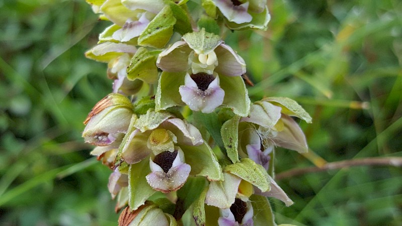 Epipactis helleborine - © Barry Stewart