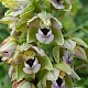 Epipactis helleborine