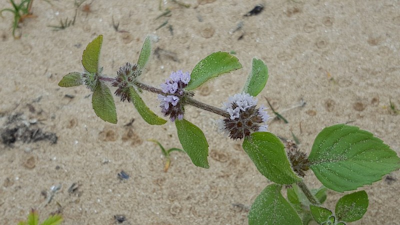 Mentha aquatica - © Barry Stewart