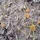 Equisetum variegatum