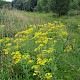 Senecio erucifolius