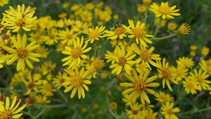 Senecio erucifolius - © Barry Stewart