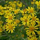 Senecio erucifolius