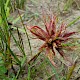 Juncus articulatus