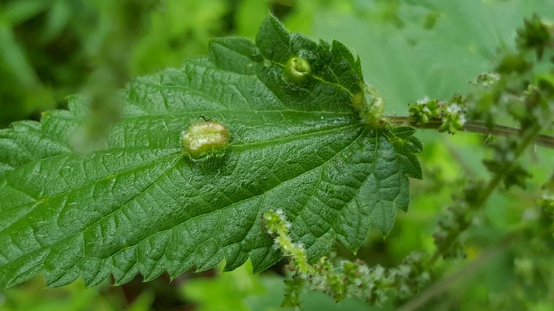 Urtica dioica - © Barry Stewart