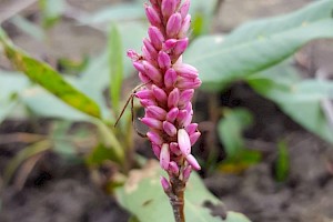 Persicaria amphibia Amphibious Bistort