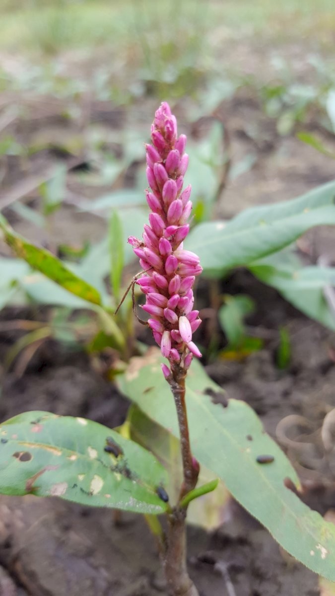 Persicaria amphibia - © Barry Stewart