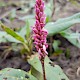 Persicaria amphibia