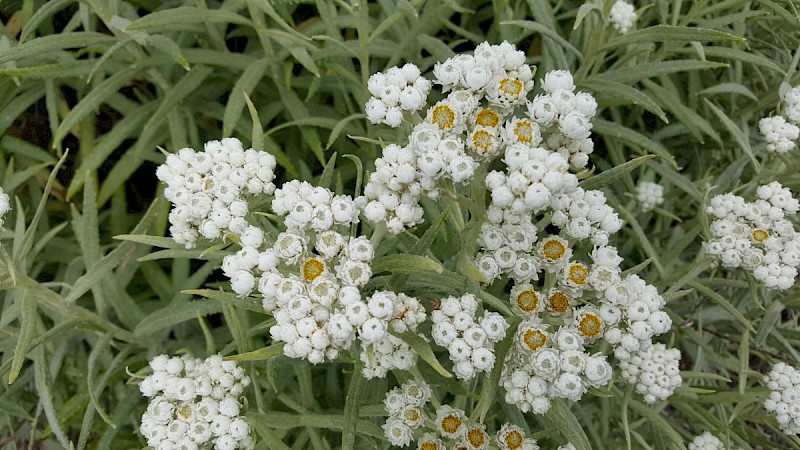 Anaphalis margaritacea - © Barry Stewart