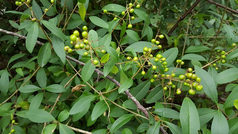 Ligustrum ovalifolium - © Barry Stewart