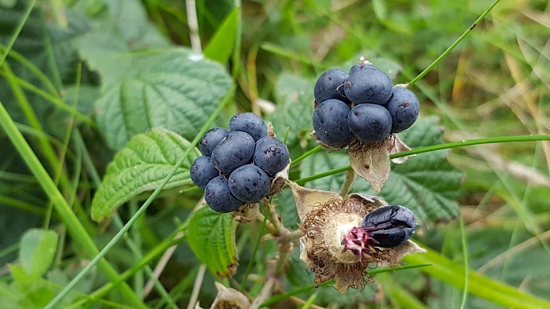 Rubus caesius - © Barry Stewart