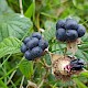 Rubus caesius