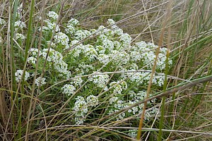 Lobularia maritima Sweet Alison