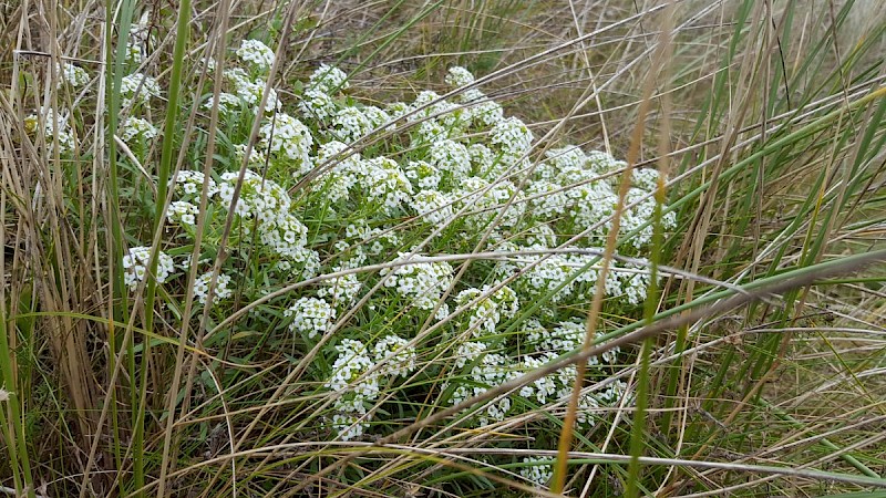 Lobularia maritima - © Barry Stewart