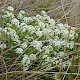 Lobularia maritima