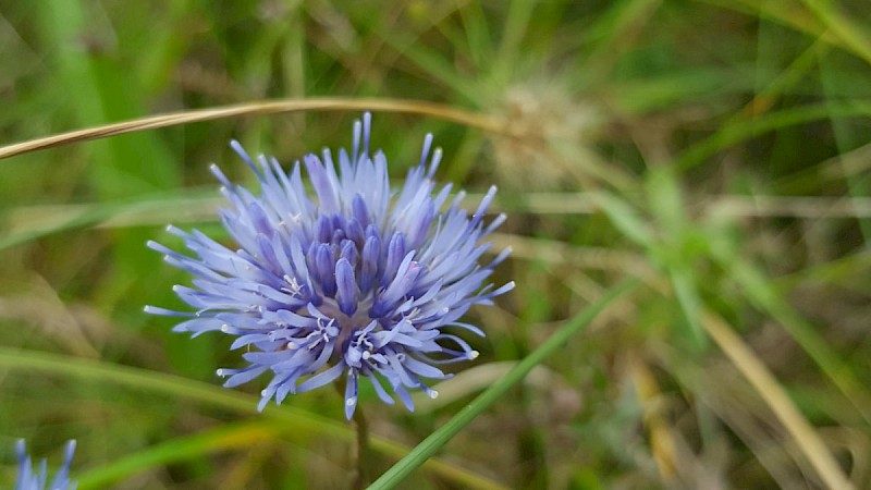 Jasione montana - © Barry Stewart