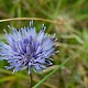 Jasione montana