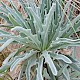 Matthiola sinuata