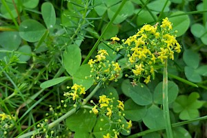 Galium verum Lady's Bedstraw